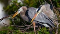 Mating pair of Great blue herons in rookery Royalty Free Stock Photo