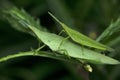 Mating pair of green grasshopper, Satara, Maharashtra