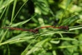 A mating pair of Large Red Damselfly, Pyrrhosoma nymphula, perching on a blade of grass. Royalty Free Stock Photo