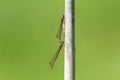 A mating pair of Large Red Damselfly Pyrrhosoma nymphula perching on a reed. Royalty Free Stock Photo