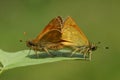 A mating pair of Large Skipper Butterfly, Ochlodes sylvanus, perching on a leaf in a meadow. Royalty Free Stock Photo