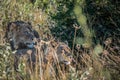 Mating pair of lions in long grass Royalty Free Stock Photo