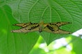 Mating pair of Machaon Butterflies, swallowtail, papilio machaon