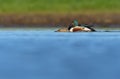 Mating pair of male and female Northern Shovelers in half merged swimming with lifted heads over water of small lake in spring