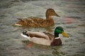 A mating pair of Mallard ducks on river featuring the drake out front Royalty Free Stock Photo