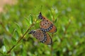 Monarch butterflies Mating pair Royalty Free Stock Photo