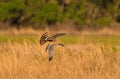 Mating pair of Northern Harriers - Circus hudsonius - flying together and hunting Royalty Free Stock Photo