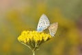 Mating pair of Plebejus loewii , the large jewel blue butterfly on flower