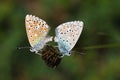 Mating pair of Polyommatus icarus , the common blue butterfly