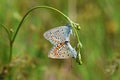 Mating pair of Polyommatus thersites , the Chapman`s blue butterfly