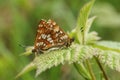 A mating pair of rare Duke of Burgundy Butterfly (Hamearis lucina).