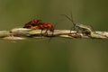 A mating pair of Red Soldier Beetle (Rhagonycha fulva) and a meadow plant Bug (Leptopterna dolabrata ). Royalty Free Stock Photo