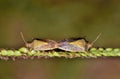 A mating pair of Rice Stink bugs. Royalty Free Stock Photo