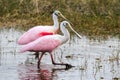 Mating Pair of Roseate Spoonbills in an Everglades Swamp