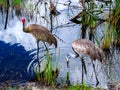 Mating pair of Sandhill Cranes, hunting in shallow marsh waters of the Florida Everglades Royalty Free Stock Photo