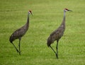 A Mating Pair of Sandhill Cranes