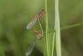 A mating pair of Small Red Damselfly, Ceriagrion tenellum, resting on a blade of grass. Royalty Free Stock Photo