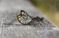 A mating pair of Black Darter Dragonfly Sympetrum danae. Royalty Free Stock Photo