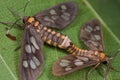 A mating pair of tiger moths Royalty Free Stock Photo