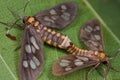 A mating pair of tiger moths