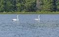 Mating Pair of Trumpeter Swan in a North Woods Lake