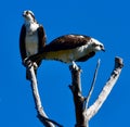 Mating a Pair of Western Ospreys Perched on Tree Limbs