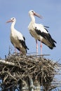 Mating pair of white storks in vertical picture