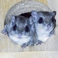 Mating pair of wild Southern flying squirrels (Glaucomys volans) looking out of an owl nesting box Royalty Free Stock Photo