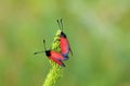 Mating pair of Zygaena pseudorubicundus , burnet moth on grass