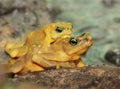 Mating Panamanian Golden Frogs Atelopus zeteki