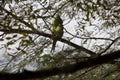 Mating parrots Sultanpur Royalty Free Stock Photo