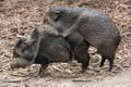 Mating Peccary