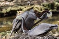 Mating Pelicans
