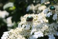 Mating period in insects on the background of a white flower Royalty Free Stock Photo