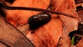 Mating of Pill Bugs (Armadillidium Vulgare) on Leaves