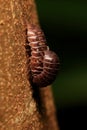 Mating of Pill Bugs (Armadillidium Vulgare) on The Tree Royalty Free Stock Photo