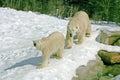 Mating polar bears Royalty Free Stock Photo