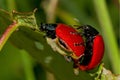 Mating Poplar leaf beetles Royalty Free Stock Photo