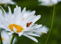 Mating red beetles on white chamomile petals Royalty Free Stock Photo