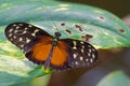 Black tropical butterflies on colorful tropical flowers Royalty Free Stock Photo