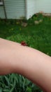 Mating red bugs arm Royalty Free Stock Photo