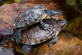 Mating of red-eared turtles on large rocks near the reservoir