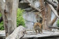 Mating rhesus macaques