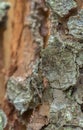 Mating ribbed pine borers, rhagium inquisitor on wood Royalty Free Stock Photo