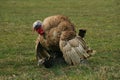Mating ritual of turkeys 11 Royalty Free Stock Photo
