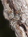 Mating robber flies. Extreme close-up.