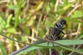 Mating robber flies