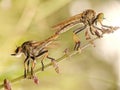 Mating robber fly on a branch