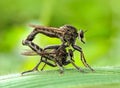 Mating robber fly on a grass