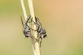 Mating robber fly